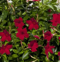 Dipladenia