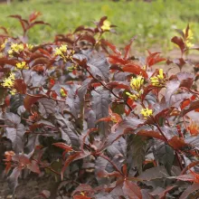 Diervilla splendens 'Diva'