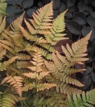 Dryopteris erythrosora