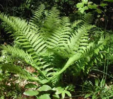 Dryopteris filix-mas