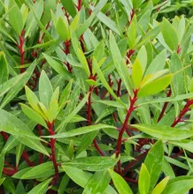 Drimys lanceolata 'Red Spice'