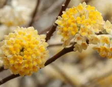 Edgeworthia chrys. 'Grandiflora'