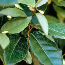Elaeagnus ebb. 'Compacta'