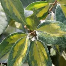 Elaeagnus ebb. 'Limelight'