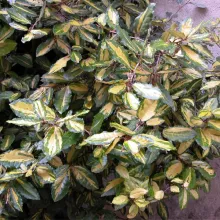 Elaeagnus pungens 'Maculata'