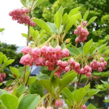 Enkianthus campanulatus