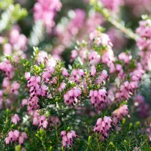 Erica darleyensis (in soorten)