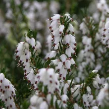 Erica darl. 'White Perfection'