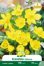 Eranthis Hyemalis