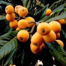 Eryobotria japonica LOQUAT (Japanse wolmispel)