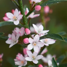 Eriostemon myop. 'Flower Girl Pink'