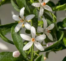 Eriostemon myop. 'Flower Girl White'