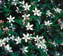 Eriostemon myoporoides