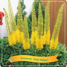 Eremurus 'Solid Yellow'