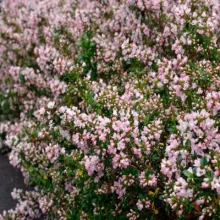 Escallonia 'Apple Blossom'