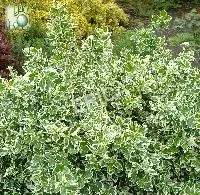 Euonymus fort. 'Emerald Gaiety'