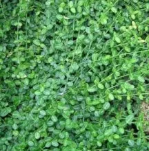 Euonymus fort. 'Minimus'