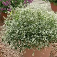 Euphorbia hypericifolia 'Silver fog'