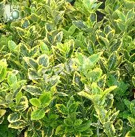 Euonymus jap. 'Aureomarginatus'