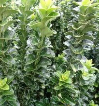 Euonymus japonicus 'Benkomasaki'