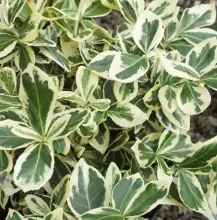 Euonymus jap. 'Bravo'