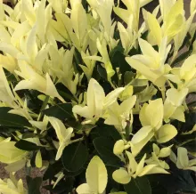 Euonymus jap. 'Extravaganza'