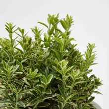 Euonymus jap. 'Micr. Albovariegatus'