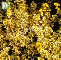 Euonymus jap. 'Micr. Aureovariegatus'