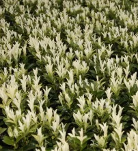 Euonymus jap. 'Paloma Blanca'