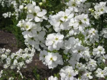 Exochorda macr. 'Magical Springtime'