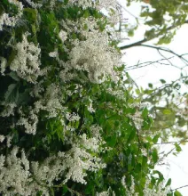 Fallopia (= Polygonum) baldschuanicum syn. aubertii