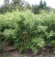 Fargesia murieliae 'Jumbo'