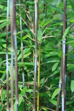 Fargesia nitida 'Winter Joy'