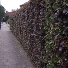 Fagus sylv. 'Atropunicea'