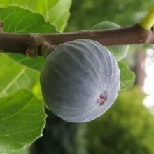 Ficus carica 'Brogiotto Nero' VIJG