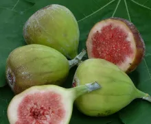 Ficus carica 'Bornholm' VIJG