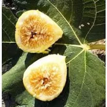 Ficus carica 'Calabacita' VIJG