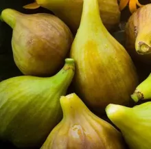 Ficus carica 'Dottato' VIJG