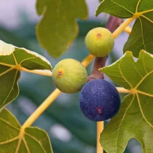 Ficus carica 'Rouge de Bordeaux' VIJG