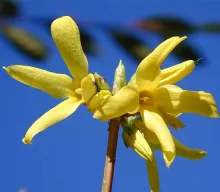 Forsythia interm. 'Lynwood'