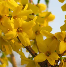 Forsythia interm. 'Minigold'