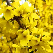Forsythia interm. 'Nimbus'