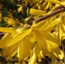 Forsythia interm. 'Spectabilis'