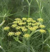 VENKEL Foeniculum vulgare
