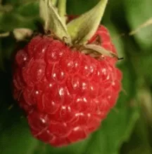 Framboos 'Autumn Bliss' HERFSTFRAMBOOS