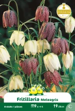 Fritularia meleagris