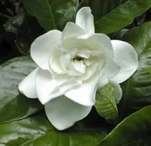 Gardenia jasminoides 'Grandiflora'