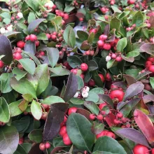 Gaultheria proc. 'Big Berry'