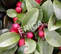Gaultheria procumbens