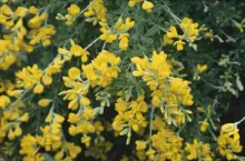 Genista spachiana